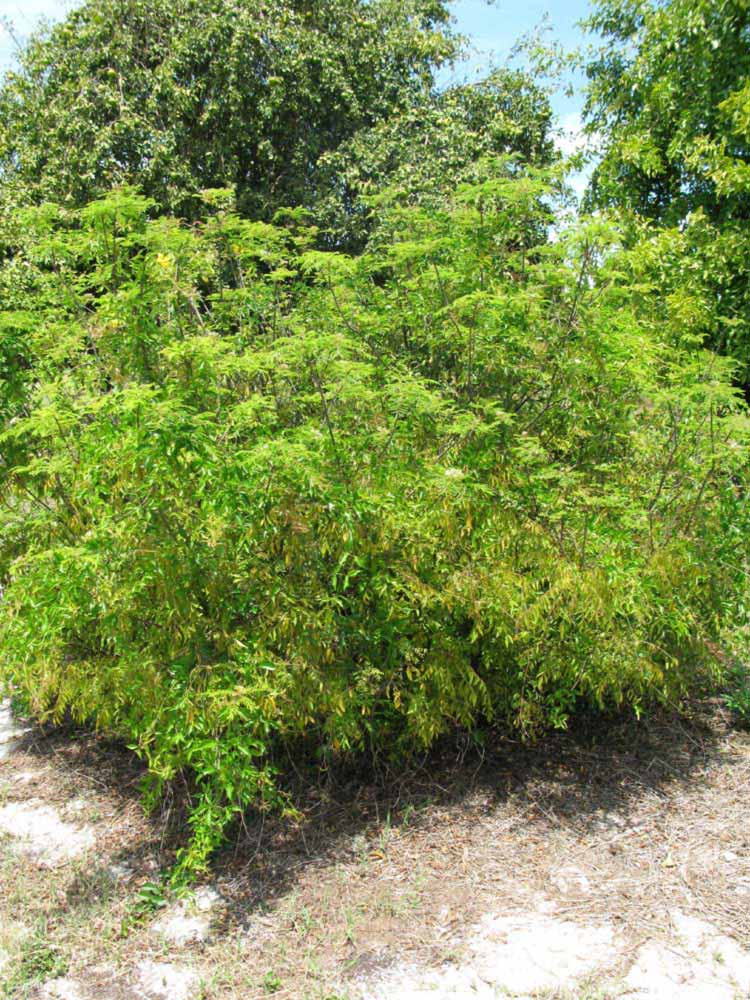              Habit (Winter Haven, FL)       